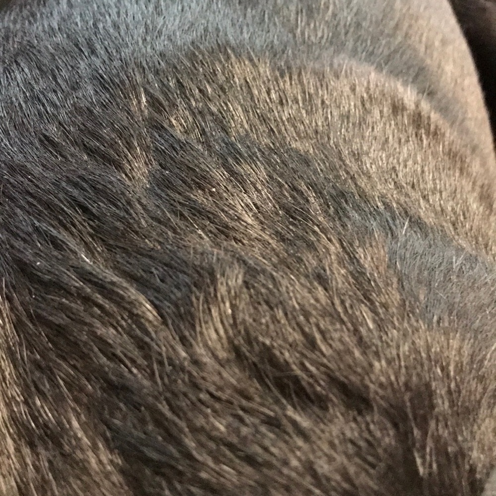 Meet your Posher, Dallas